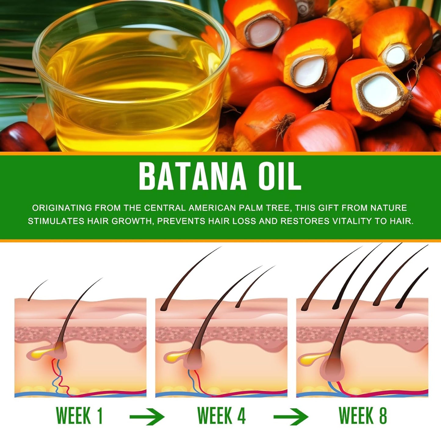 Batana oil in glass with Central American palm fruits and hair growth illustrations for weeks 1, 4, 8