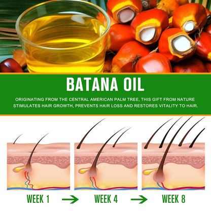 Batana oil in glass with Central American palm fruits and hair growth illustrations for weeks 1, 4, 8